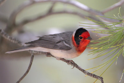 Red-faced Warbler