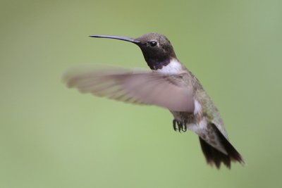 Black-chinned Hummingbird