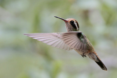 White-eared Hummingbird