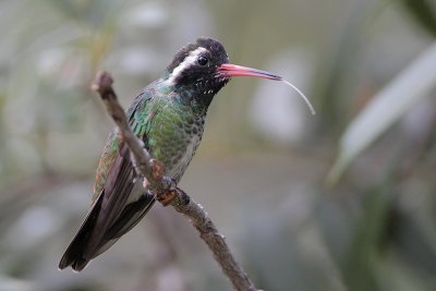 White-eared Hummingbird