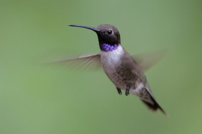 Black-chinned Hummingbird