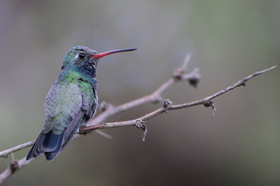 Broad-billed Hummingbird