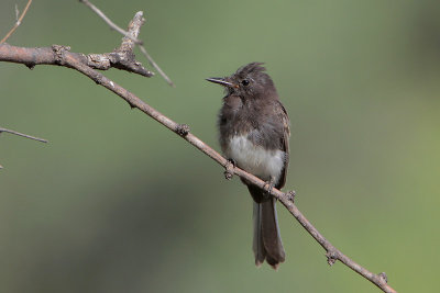 Black Phoebe