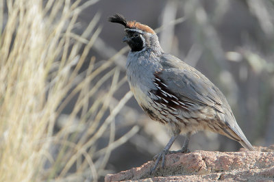 Gambel's Quail