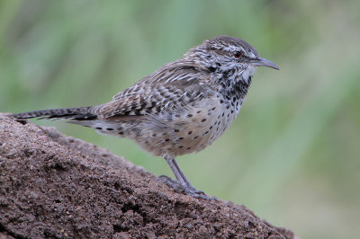 Cactus Wren