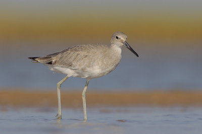 Willet