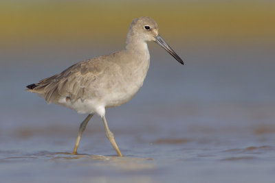 Willet