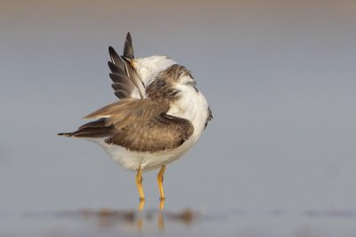 Semipalmated Plover