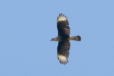 Crested Caracara