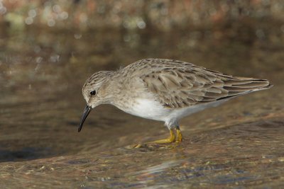 Least Sandpiper