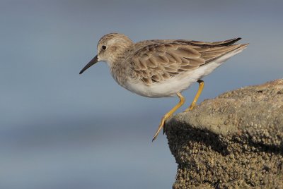 Least Sandpiper