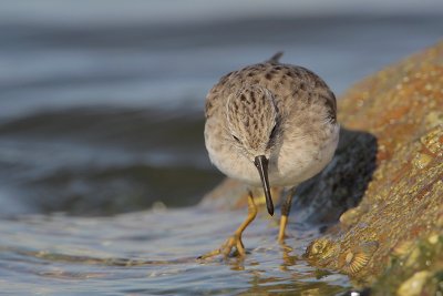 Least Sandpiper