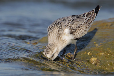 Sanderling