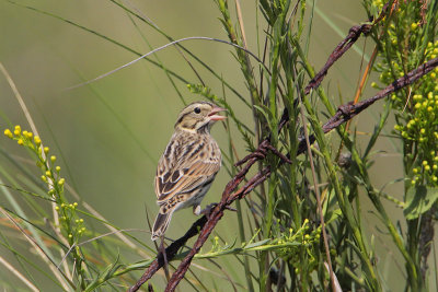 Savannah Sparrow