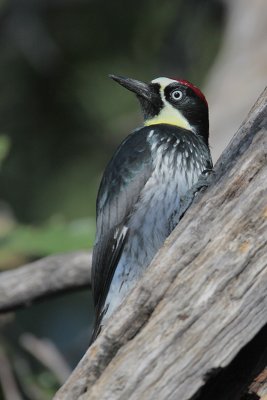 Acorn Woodpecker