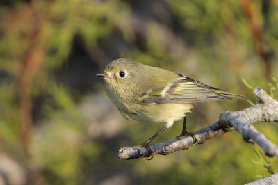 Ruby-crowned Kinglet
