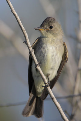 Eastern Wood-Pewee