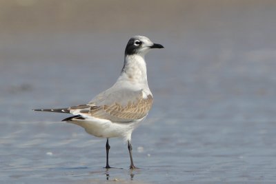 Franklin's Gull