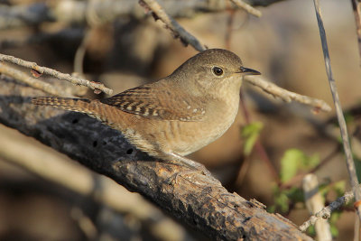 House Wren