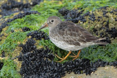 Purple Sandpiper