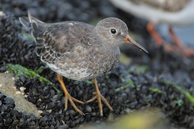 Purple sandpiper