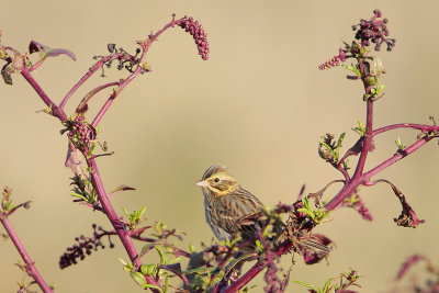 Savannah Sparrow