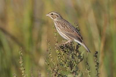 Savannah Sparrow