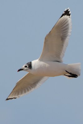 Franklin's Gull