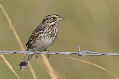 Savannah Sparrow