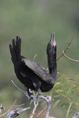 Neotropic Cormorant
