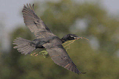Neotropic Cormorant