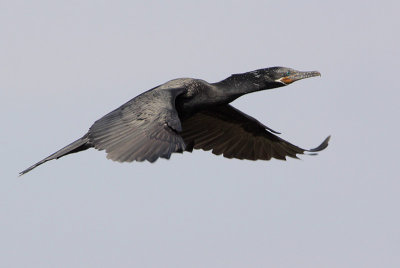 Neotropic Cormorant