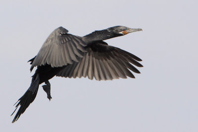 Neotropic Cormorant