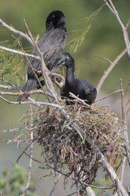 Neotropic Cormorant