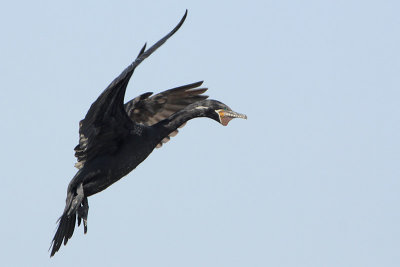 Neotropic Cormorant