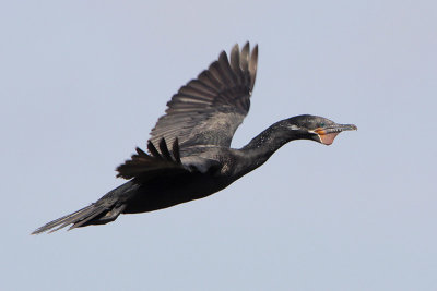 Neotropic Cormorant