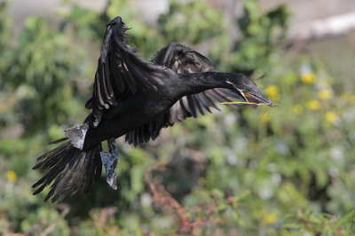 Neotropic Cormorant