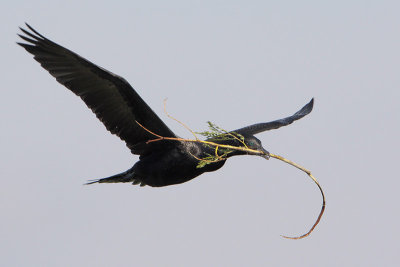 Neotropic Cormorant