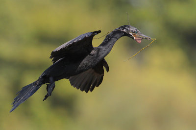 Neotropic Cormorant