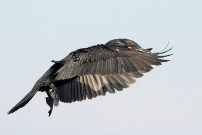 Neotropic Cormorant