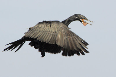 Neotropic Cormorant