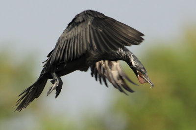 Neotropic Cormorant
