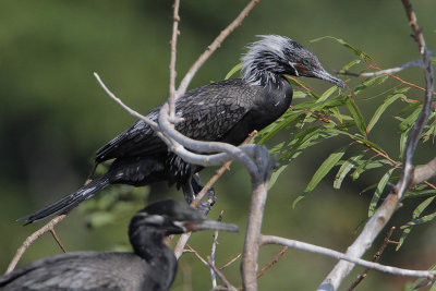 Neotropic Cormorant