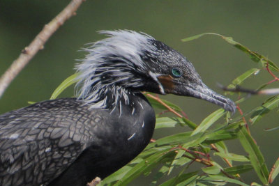 Neotropic Cormorant