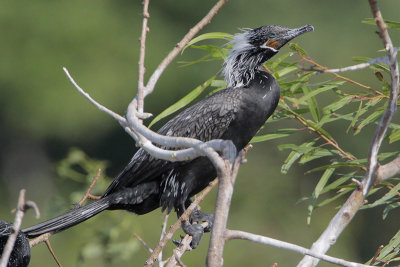 Neotropic Cormorant
