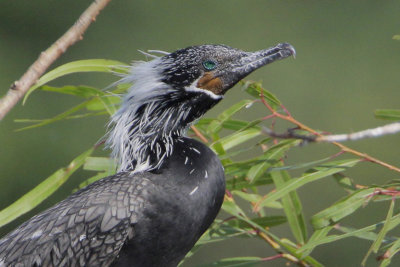Neotropic Cormorant