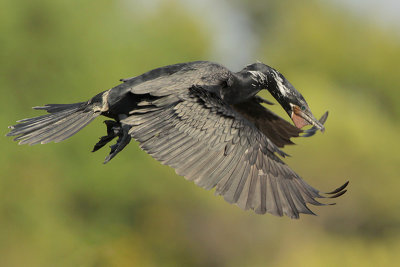 Neotropic Cormorant