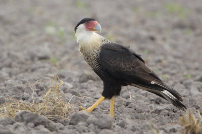 Crested Caracara