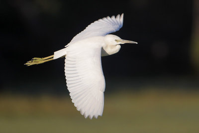 Little Blue Heron