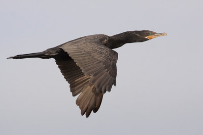 Neotropic Cormorant